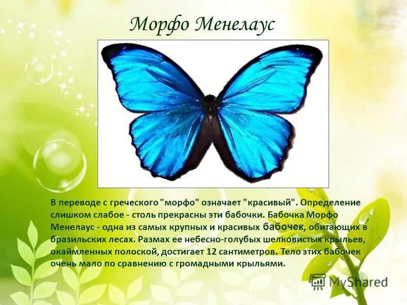 Цветок бабочка рассказ. Описание бабочки. Сообщение о бабочке. Бабочки картинки описание. Проект про бабочек.