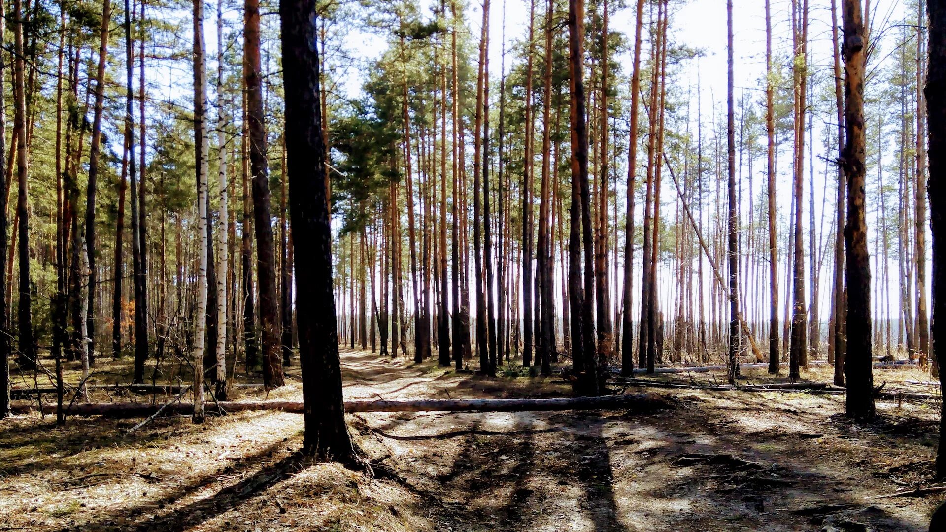 Свободный лес. Лес Дубовка Воронеж. Шипов лес Воронеж. Парк Северный лес Воронеж. Сосновый Бор Воронеж лес.