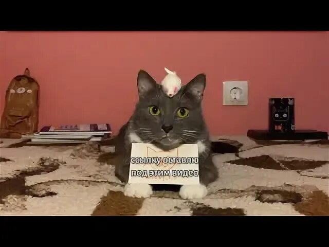 Кот перевернул лоток. Если бы котики ходили в школу континент. Лотков кот. Шиноби скрытого лотка мем. Уборка лотка для кошек.