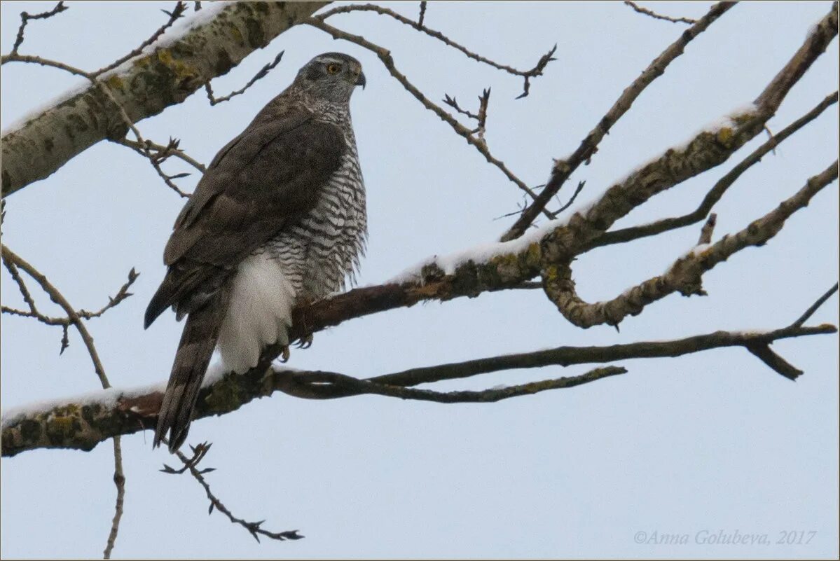 Ястребы некрополя. Пеликанообразные размножение гнездование. Ястреб-тетеревятник сибирский. Ястреб тетеревятник зимой. Как изменится численность ястребов тетеревятников и ели.