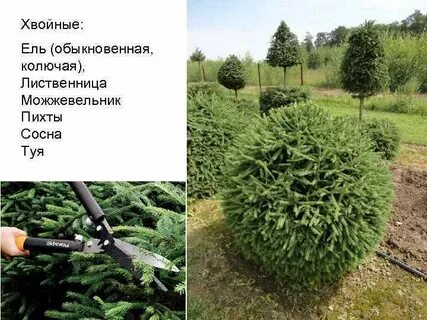 Можно ли подстригать ели