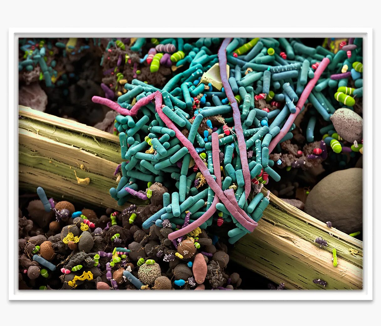 Инсулин бактерии. The use of bacteria. Bacterial insulin production. Stages of recombinant dna technology. Nitrogen fixing soil bacteria.