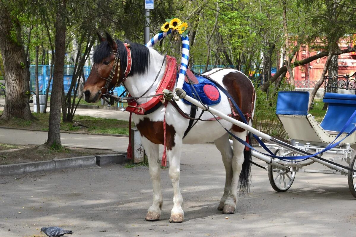 Лошадка в парке. Парк Якутова Карусель лошади. Лошадь в парке. Катание на лошади в парке.