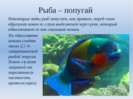1 июля рыбы