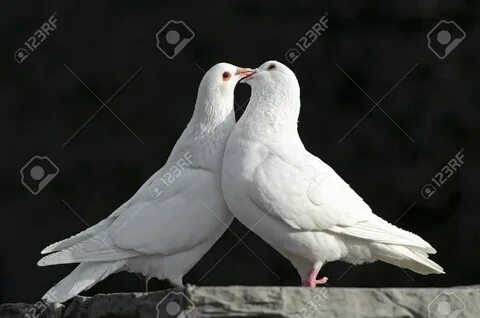 Two white