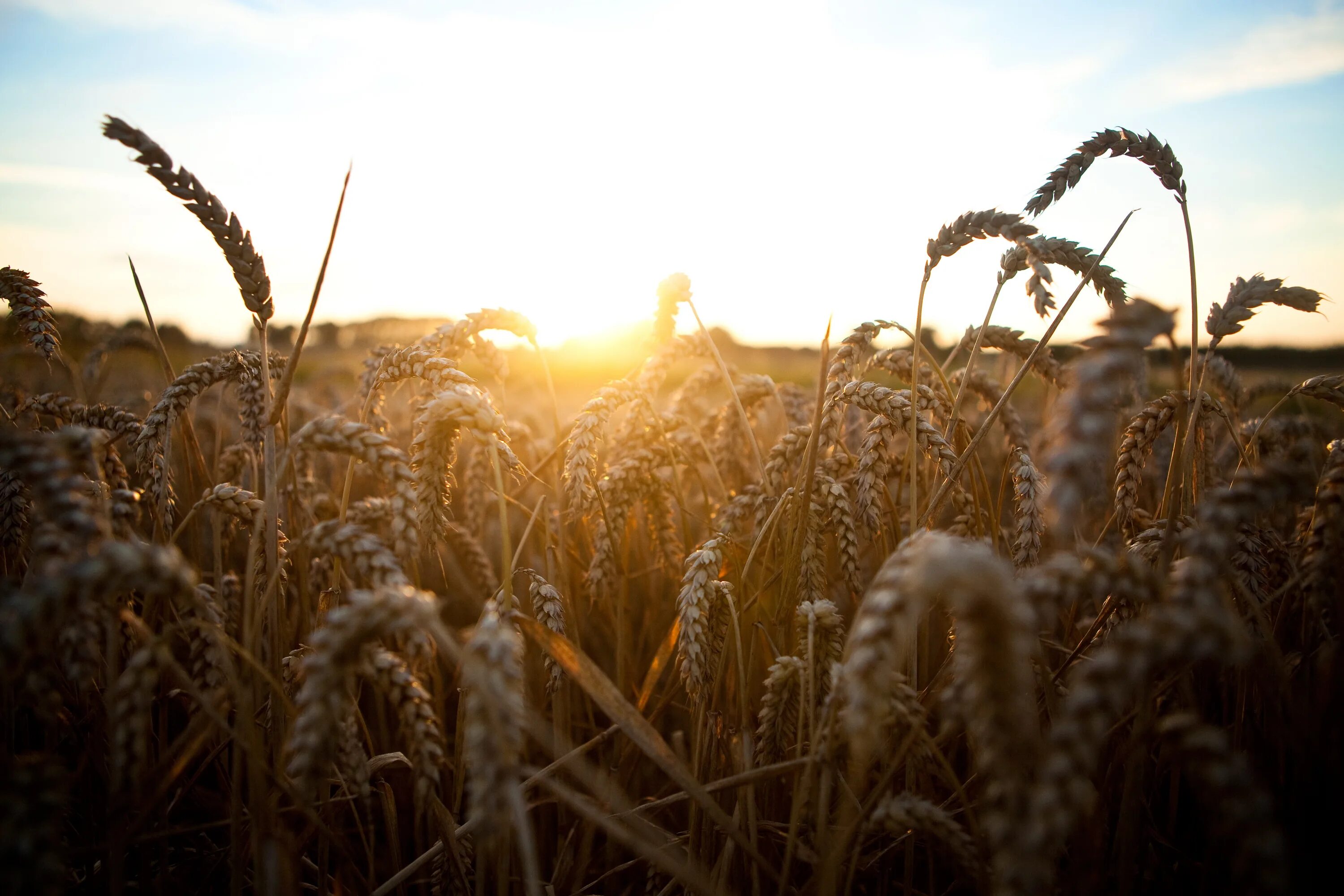 Сельское хозяйство растения. Пшеница. Урожай пшеница поле. Сельское хозяйство закат. Утро в поле пшеницы.