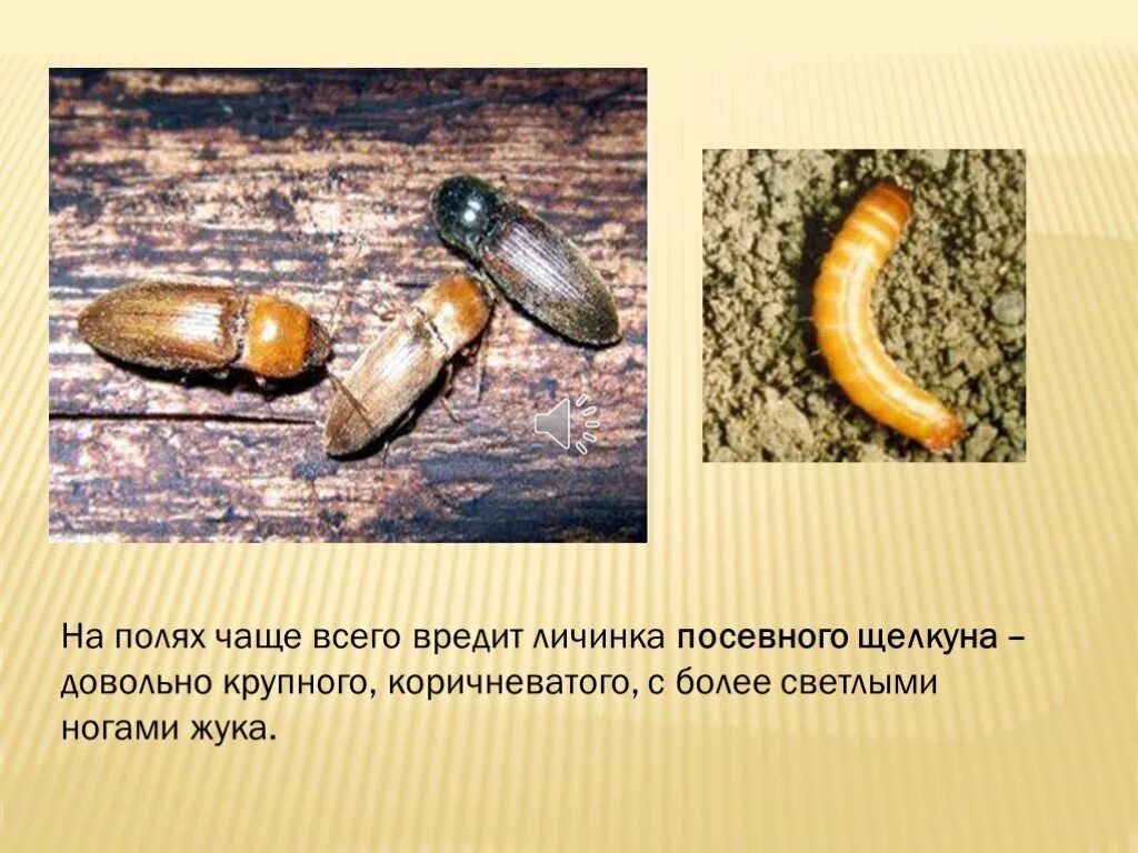 В какой среде обитания вредят личинки жука