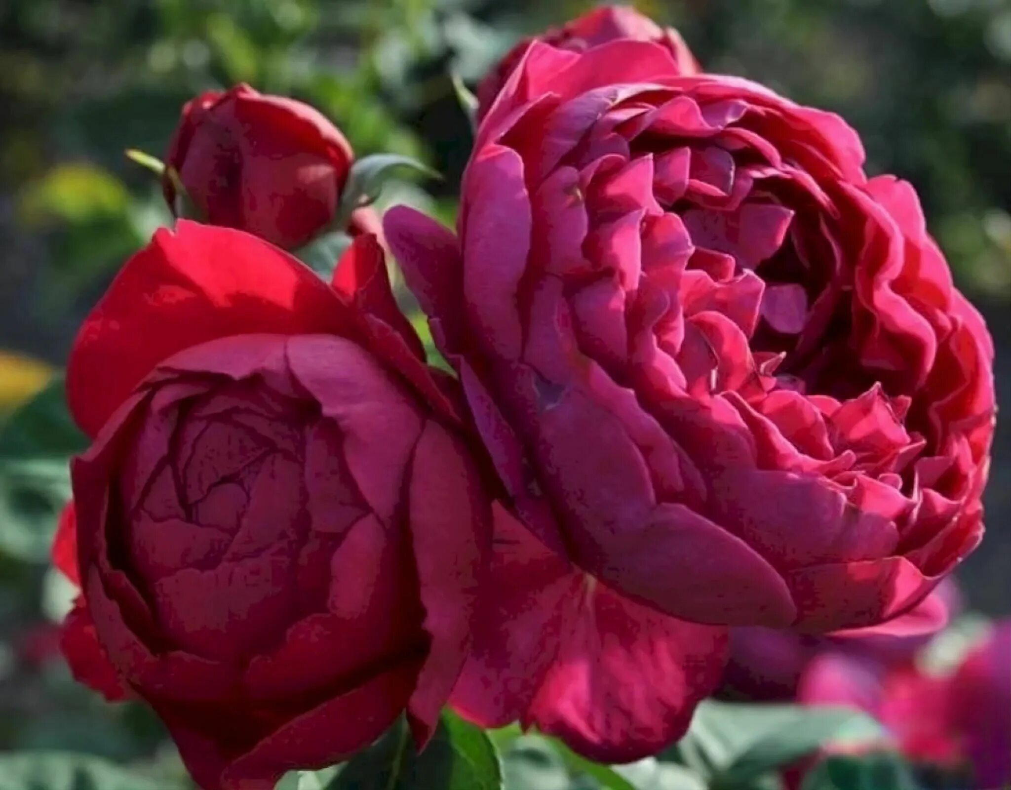Роза аскот фото и описание отзывы Роза Чайно-гибридная Аскот (Rose Ascot) купить саженцы в интернет-магазине Лаф