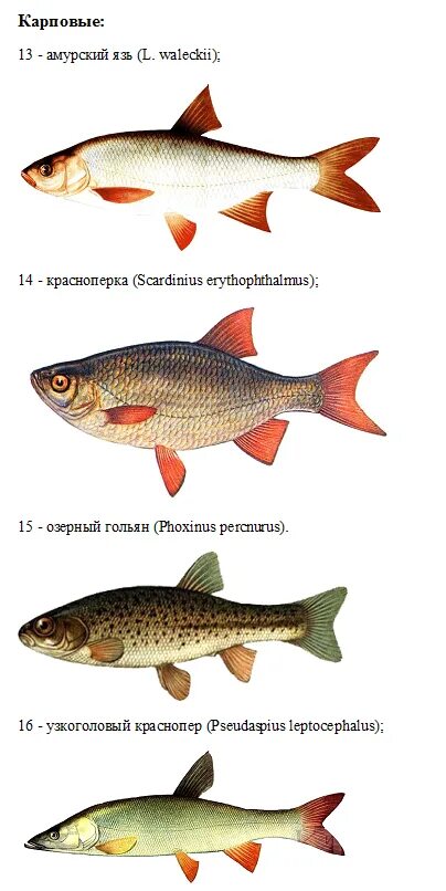 Рыбы рек татарстана. Рыба в каме. Рыбы реки меша. Улов рыбы. Рыба в волге.