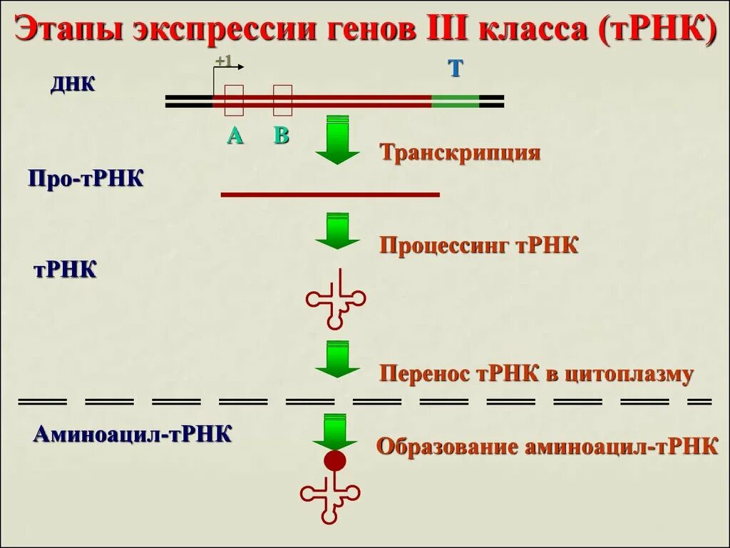 Этапы экспрессии генов. Этапы экспрессии генов ТРНК. Этапы транскрипции структурных генов. Структура генов II класса.