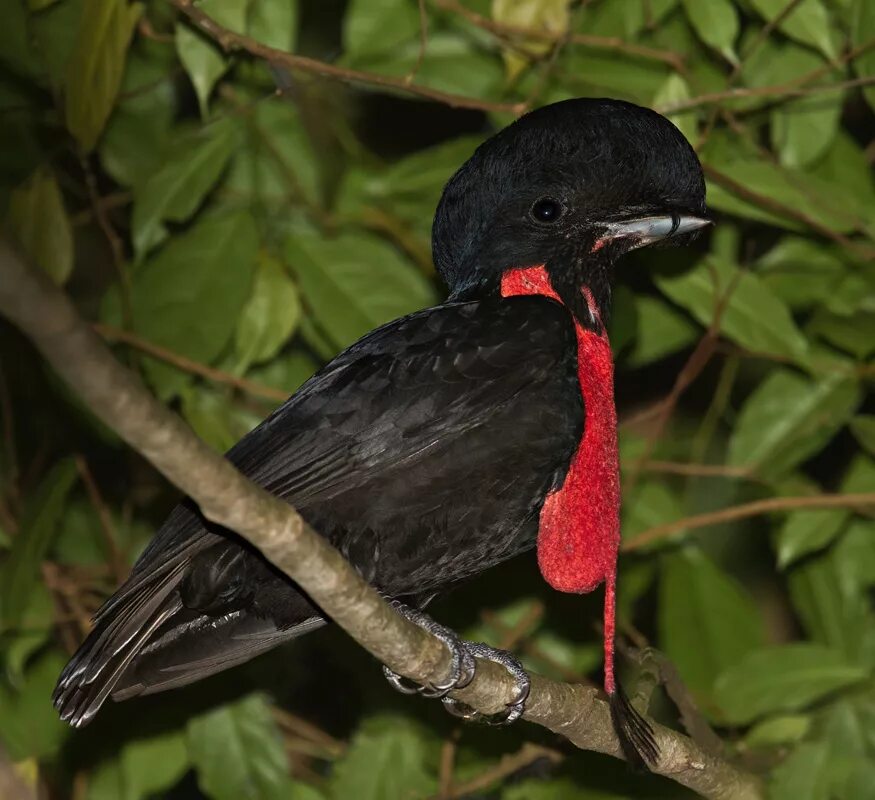 Зонтичная птица. Cephalopterus glabricollis. Эквадорский ГОЛОВАЧ. Эквадорская зонтичная птица. Амазонская зонтичная птица.