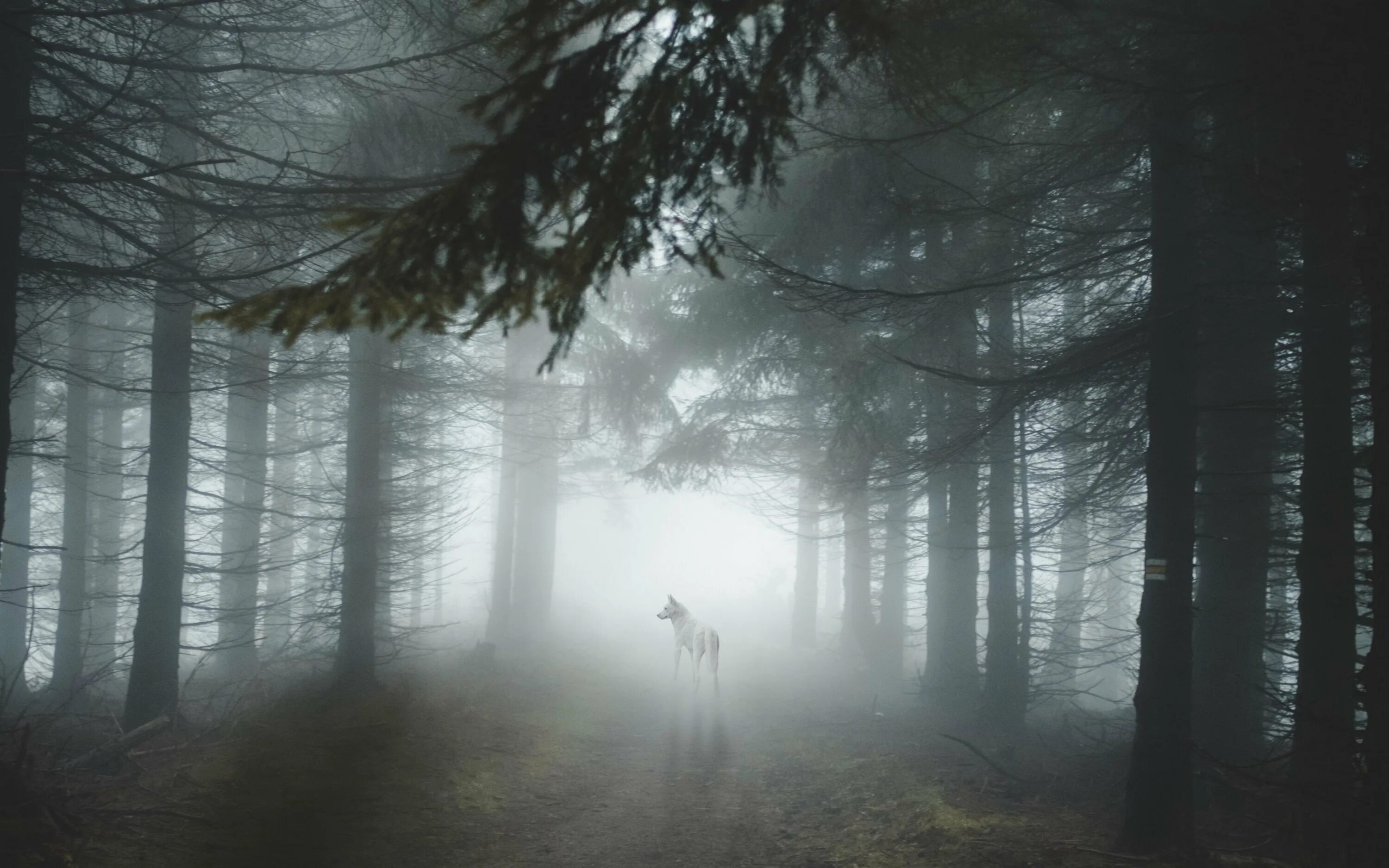 Страшный лес. Лес в тумане. Мистический лес. Густой туман в лесу. Загадочные туманы