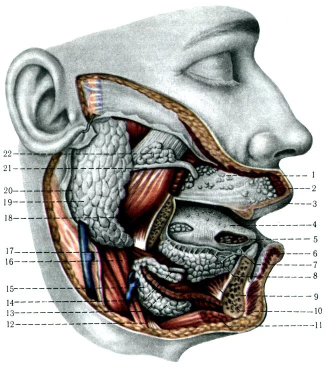 Строение околоушной железы. Проток околоушной железы анатомия. Околоушная слюнная железа анатомия. Топография протоков околоушной слюнной железы. Подъязычная слюнная железа анатомия.