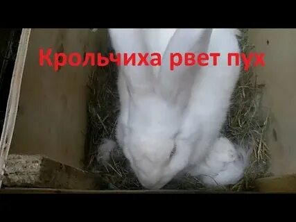 За сколько крольчиха рвет пух