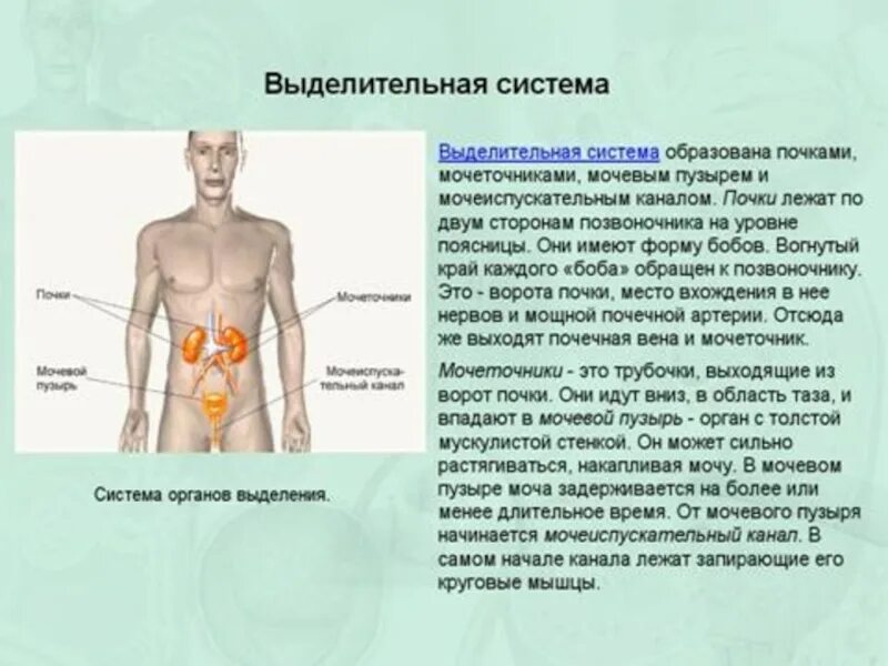 Органы выделения мочи человека. Система органов выделения человека. Анатомия выделительная система 8 класс. Строение и функции почек кратко и понятно 8 класс. Органы выделения человека 8 класс биология.