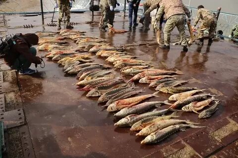 Порно аңшылық ұлттық балық аулау