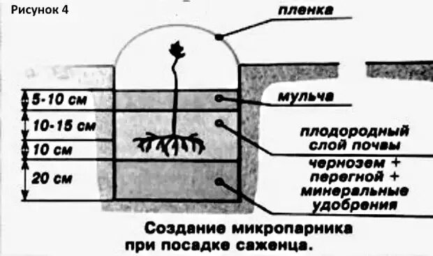 Сажаем виноград весной саженцами в открытый грунт. Посадка винограда. Посадка винограда весной саженцами. Как правильно посадить виноград. Правильная посадка винограда.