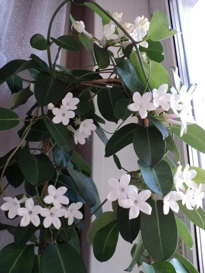 Стефанотис мадагаскарский. Стефанотис stephanotis