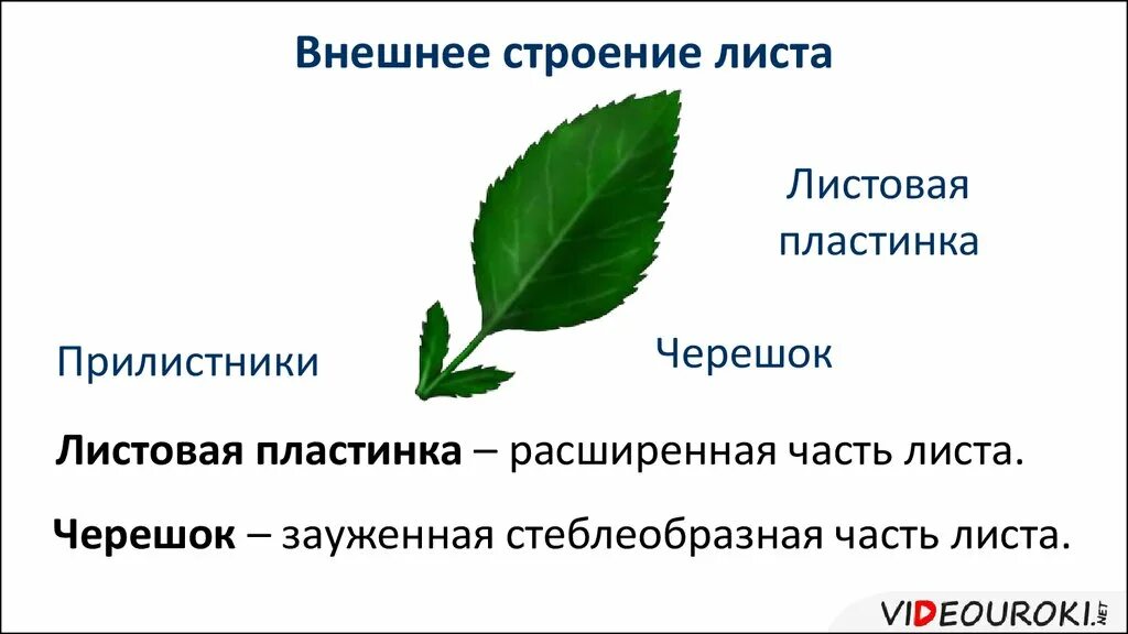 Ое лист. Строение листа с прилистниками. Внешнее строение листовой пластинки. Черешок прилистник. Листовая пластинка прилистники.