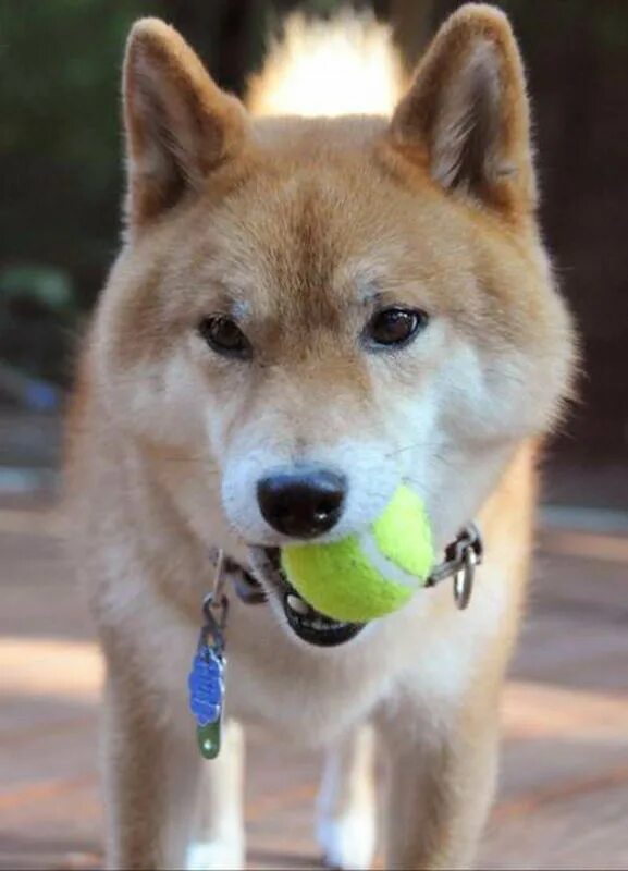 Собака подписывается. Собака играет с мячом. Теннисный мяч для собак. Фото собачка с теннисным мячом. Dog Tennis Ball.