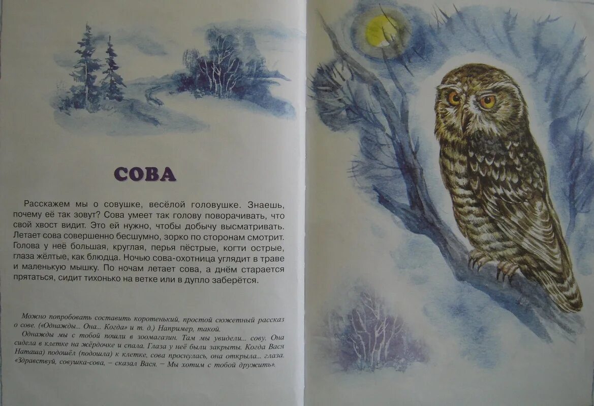 Бианки рассказы сова. Рассказ сова бианки. рассказ о сове. легенда о сове. сказка про сову для детей.