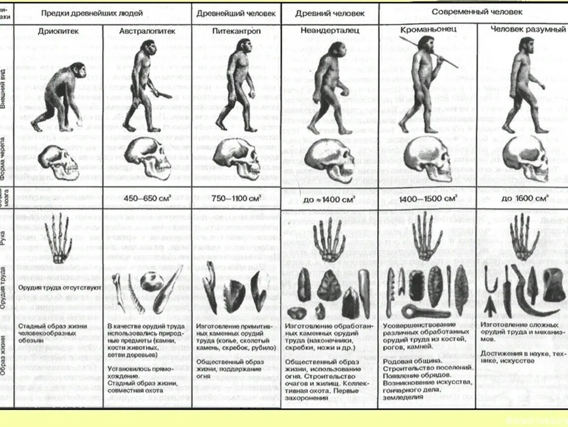 Верная последовательность этапов антропогенеза. Этапы происхождения человека схема. Таблица развития древнего человека. Этапы развития человека таблица. Антропогенез стадия древние люди.