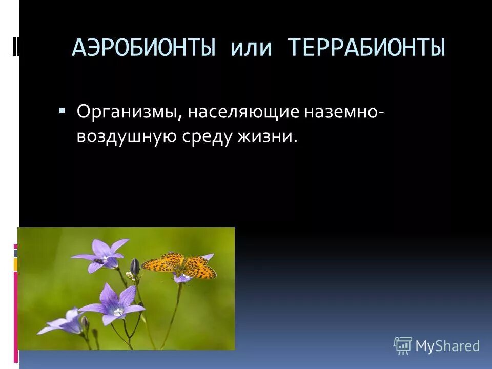 Живые организмы населяющие наземно воздушную. Живые организмы населяющие наземно воздушную