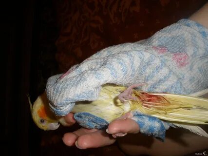 Больной корелла