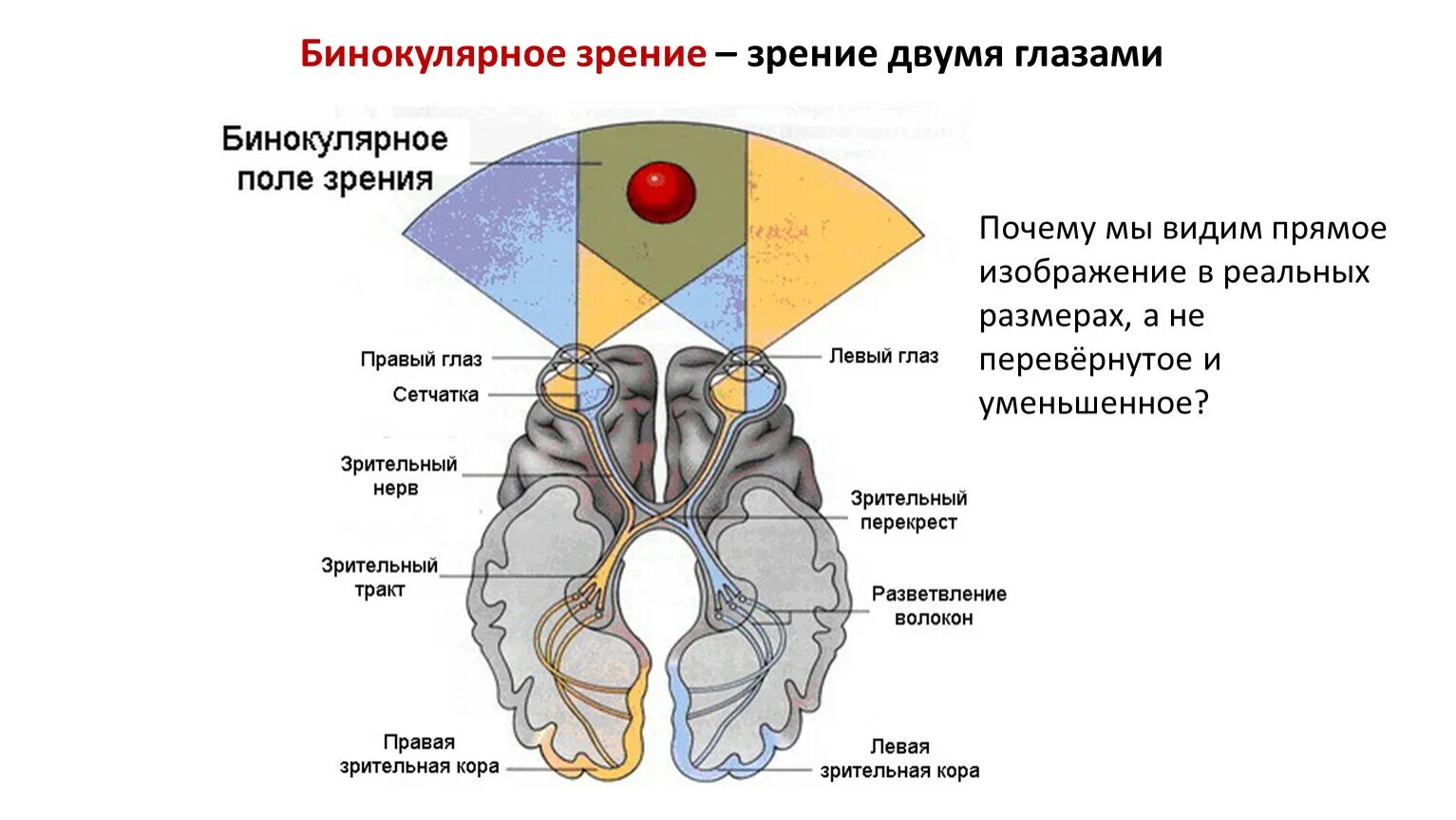 Строение бинокулярного зрения. Бинокулярное зрение схема. Бинокулярное зрение картинки. Структуры зрительного анализатора у млекопитающих.