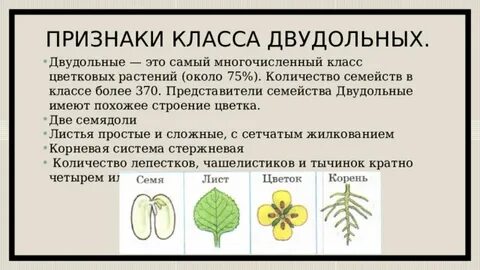 Двудольные листья