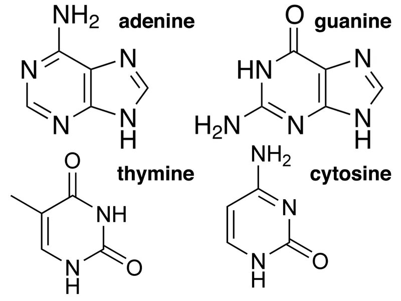 Тимин формула. Формулы аденина Тимина цитозина гуанина. Аденин гуанин цитозин Тимин формулы. Формулы гуанина и Тимина. Аденин гуанин цитозин Тимин урацил формулы.