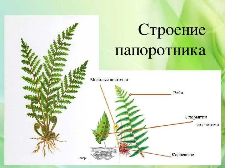 Изучение внешнего строения папоротников