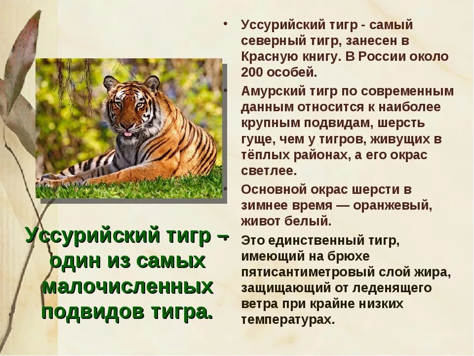 Про красного тигра. Про Уссурийского тигра красная книга. Сообщение о Уссурийском Тигре. Доклад про Уссурийского тигра. Презентация на тему тигр.