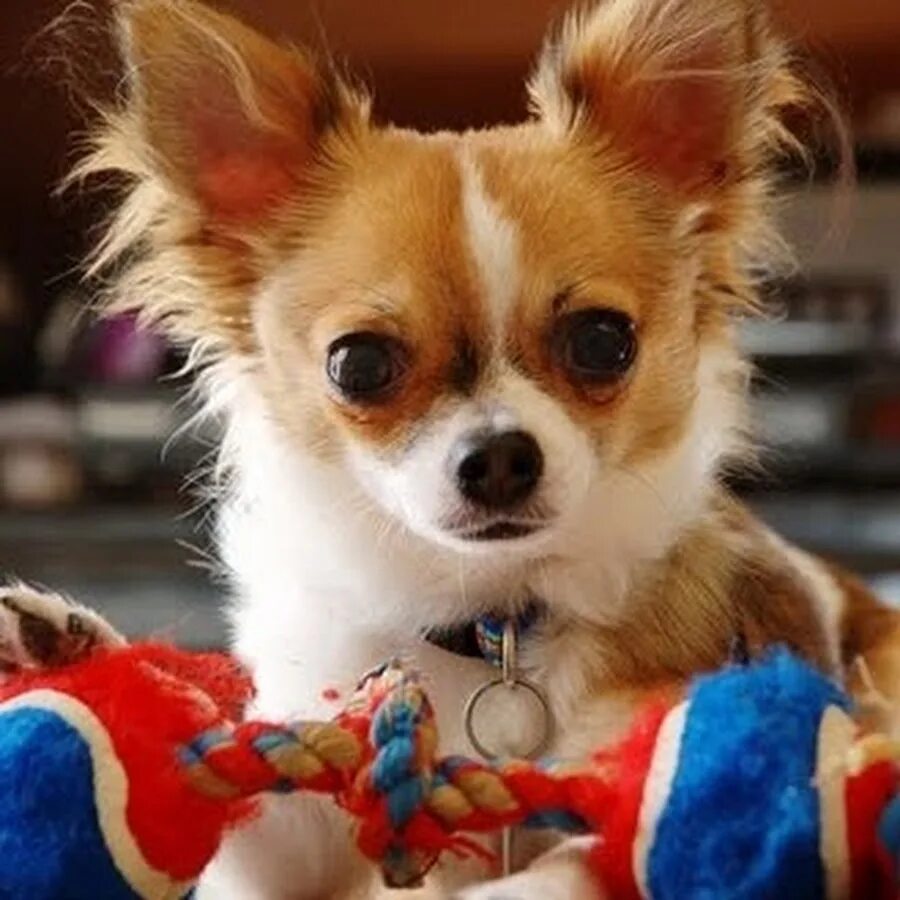 бишон чихуахуа. чивава порода собак. чихуйхуй. испанский чихуахуа. чихуахуа длинношерстные.