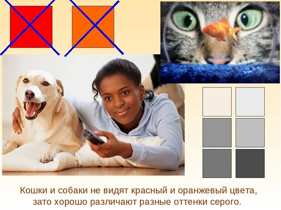Отличит ли. Как видят собаки. Какие цвета видят собаки. Зрение собак. Как воспринимают цвета собаки.