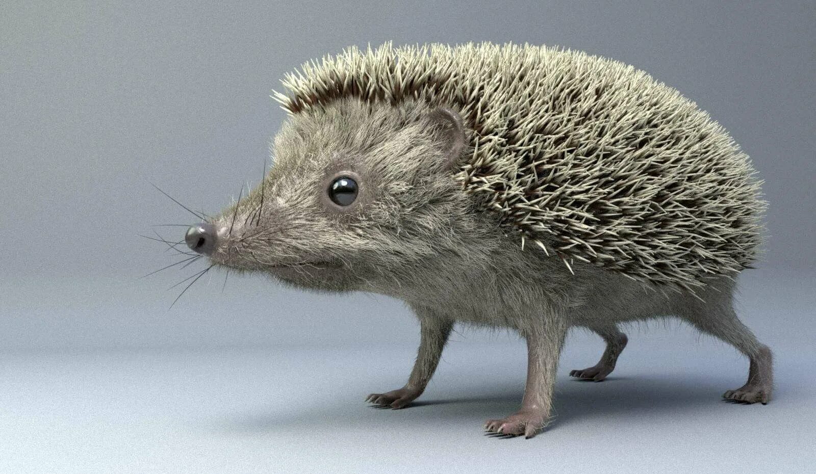 Hedgehog 3d