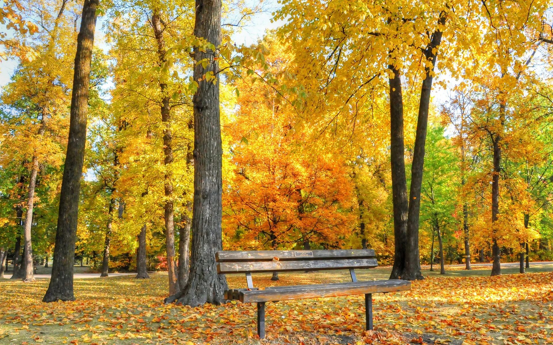Золотая осень хмао малиновский. Золотая осень в парке. Золотая осень. Фото осень золотая. Золотая осень со.