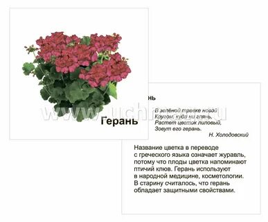 Стихи про герань