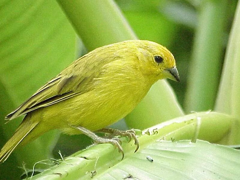 Canary перевод. Кенар самка зеленая. Канарейка кенар. Канарейка зеленая. Хохлатая канарейка.