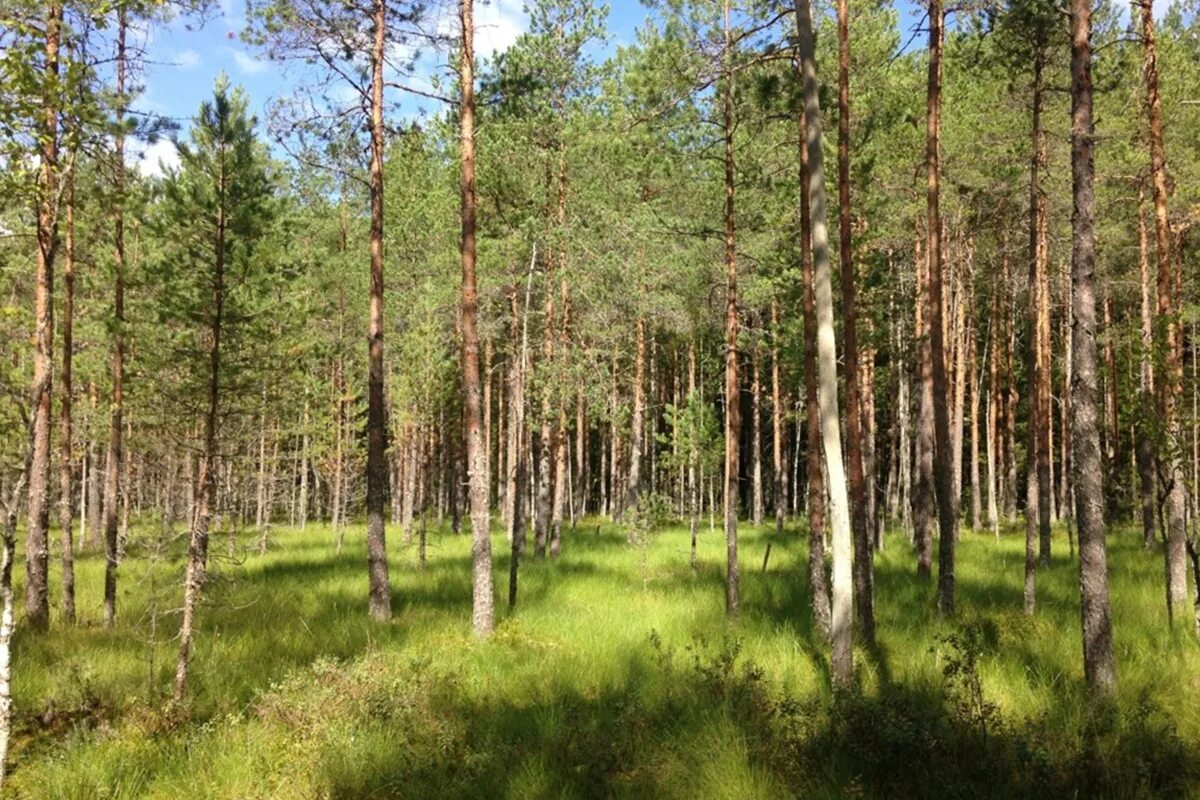 Тверская область лес Верхневолжья. Лесной район. Охраняемая территория. Лесной фонд. Какая природная зона в тверской области