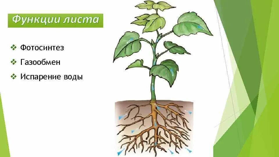 Функции транспирации. Фотосинтез газообмен транспирация. Кутикулярная транспирация. Фотосинтез дыхание транспирация. Испарение и газообмен в листьях.