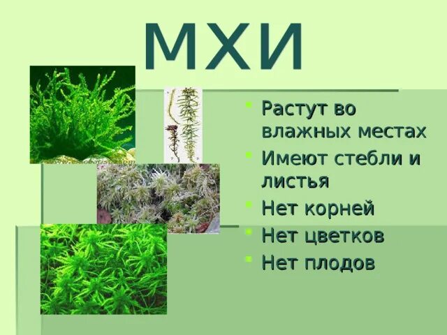 У какого растения нет листьев. У каких растений нет стебля. какие растения имеют корни.