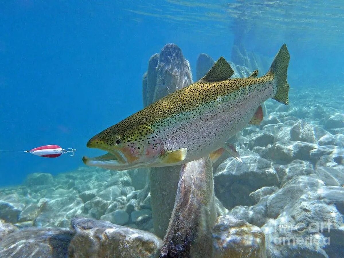 Глянц вый форел вое. Радужная форель (Oncorhynchus mykiss). Морская форель кумжа. Радужная форель ручьевая. Турецкая плоскоголовая форель.