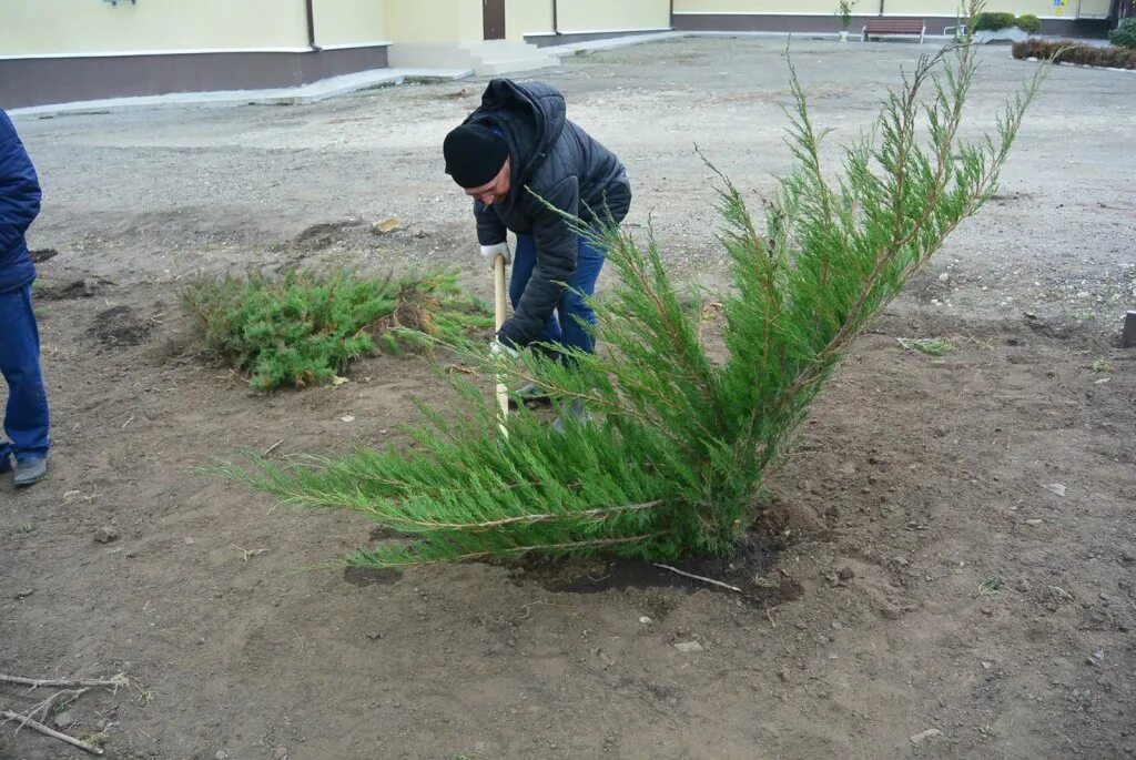 Удачная высадка хвойных на участке. Мужчина сажает хвойник. Взрослая Хвойная посадка. Выращивание хвойников на материале. Посев хвойных пород