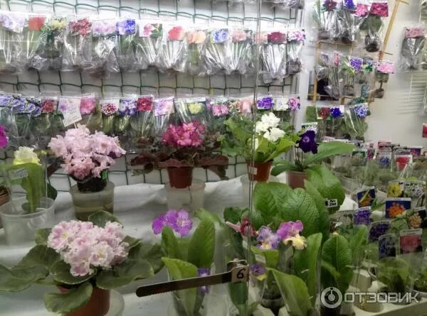 Фиалка на вднх. Фиалки засахаренные тулуза. Фиалка магазин кукмор. Фиалки вднх. Центр фиалки на вднх.