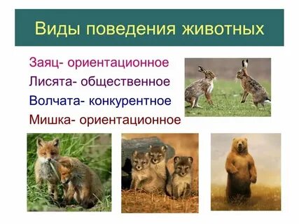 Значение поведения в жизни животных