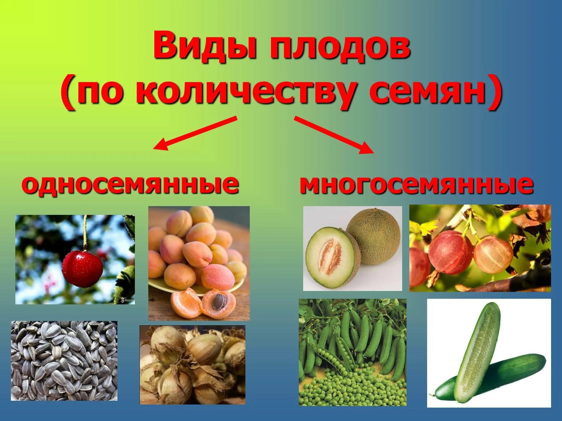 Разнообразие плодов. Плоды растений. Разнообразие плодов и семян. Семена растений виды. Семенные растения примеры 6 класс
