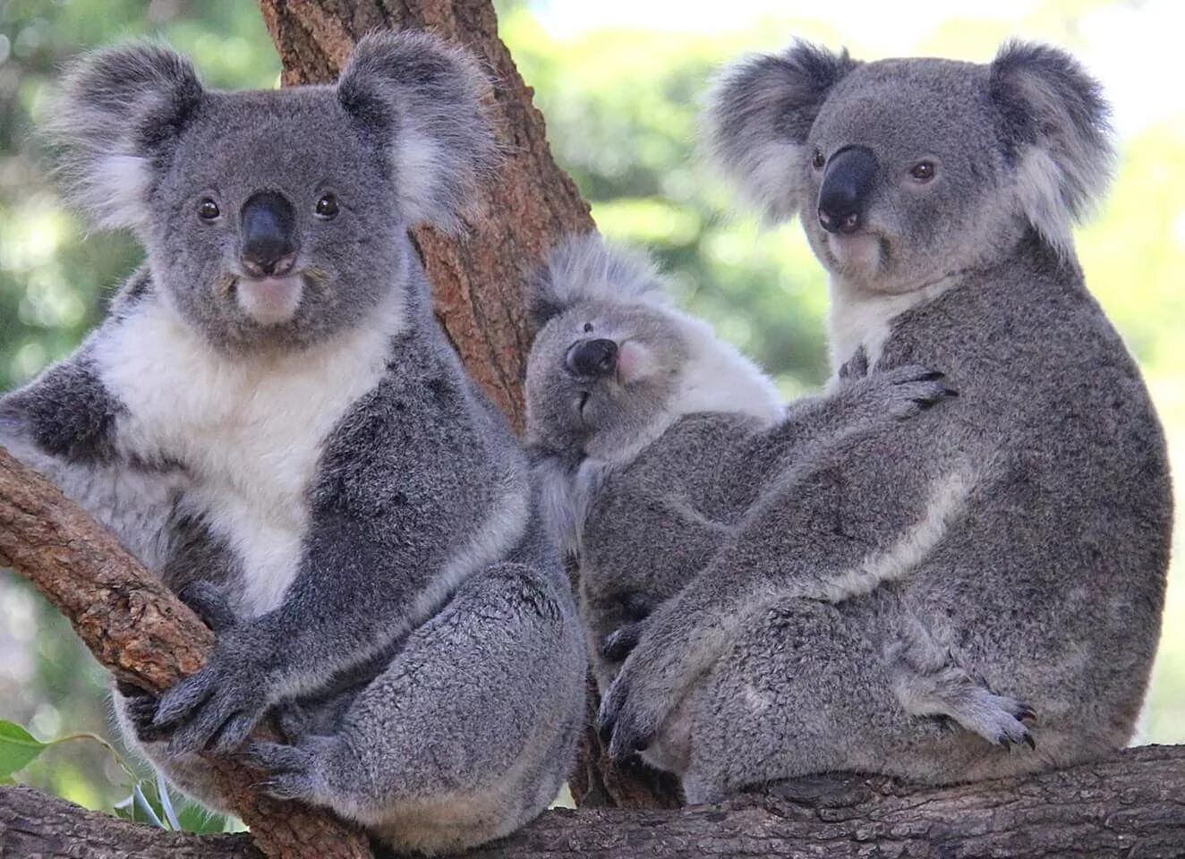 Коала в Австралии. Семья коал. Коала в Африке. 2 Коалы.