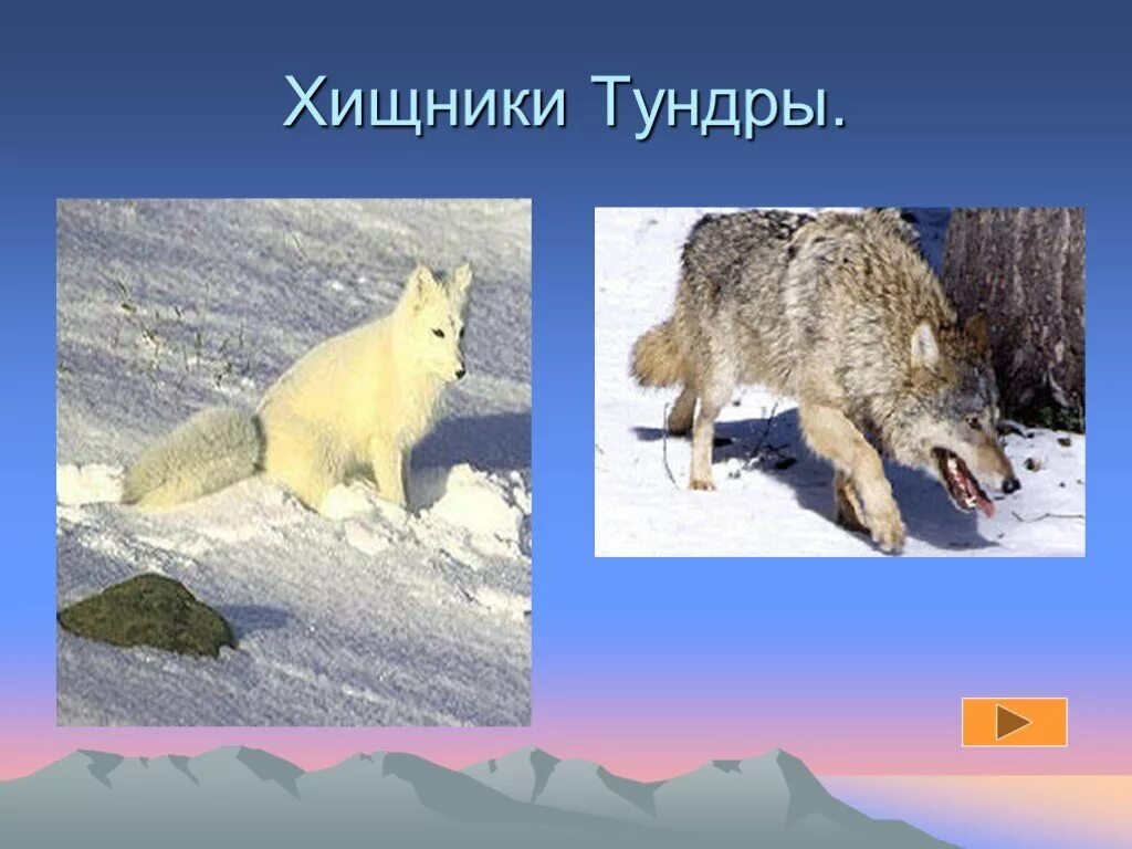 8 кл растительный и животный мир. 8 кл растительный и животный мир. Сообщение на тему растения и животные. Хищные животные тундры. Охрана животных и растений.