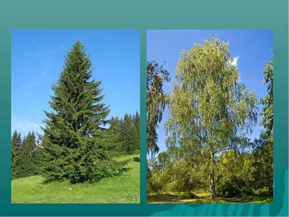 Окружающий мир тесты про рыб. Тесты. Проверочные работы окружающий мир 3 класс безопасность плешаков. 3 класс. Окружающий мир 3 природа тест.